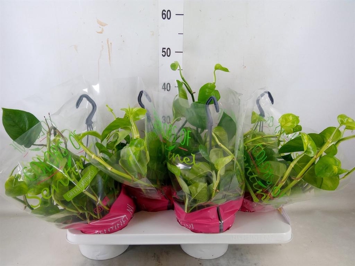 <h4>Epipremnum pinn. 'Global Green'</h4>