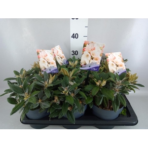 Rhododendron yak. 'Dusty Miller'