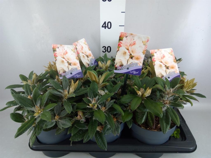 <h4>Rhododendron yak. 'Dusty Miller'</h4>