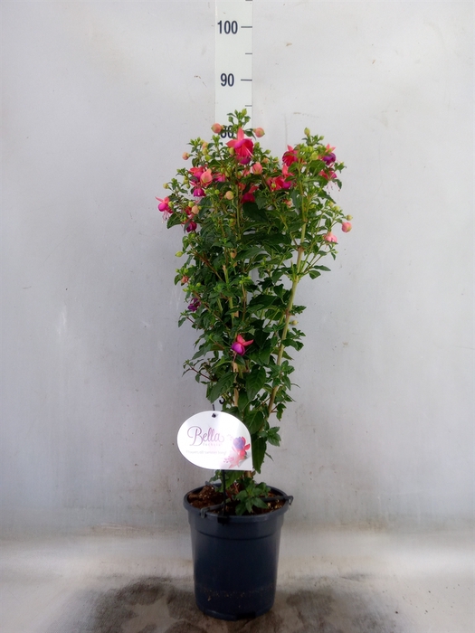 <h4>Fuchsia   ...</h4>
