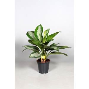 Aglaonema Diamond Bay