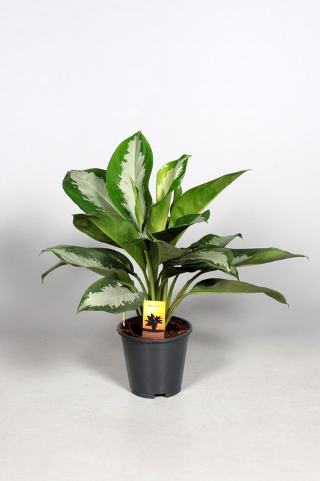 <h4>Aglaonema Diamond Bay</h4>