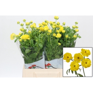 RAN BUTTERFL PHYTALO