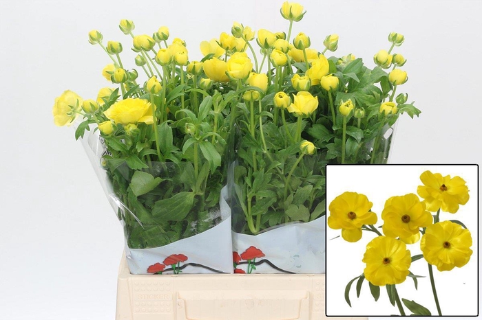 <h4>RAN BUTTERFL PHYTALO</h4>