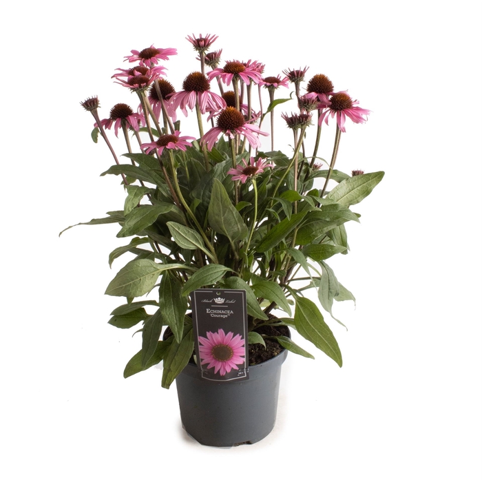<h4>Echinacea  'SunSeekers Pink'</h4>