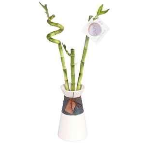 Lucky Bamboo Stem Arr. in ø10cm TwoTone Vase