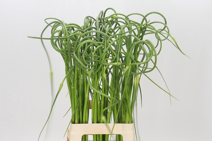 <h4>Allium Sativum Ophioscorodon</h4>