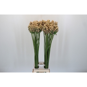 Allium After Bells