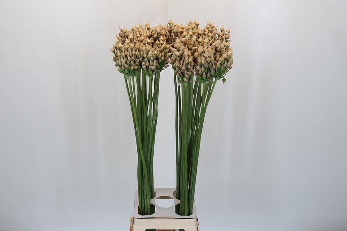 <h4>Allium After Bells</h4>