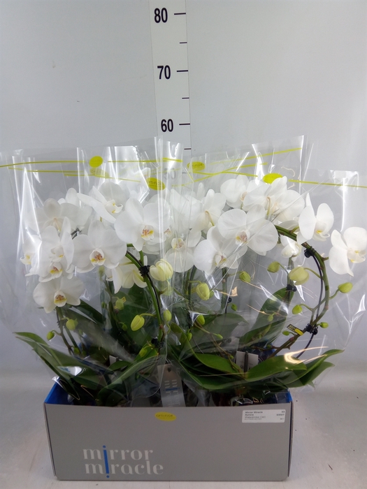 <h4>Phalaenopsis   ...white</h4>