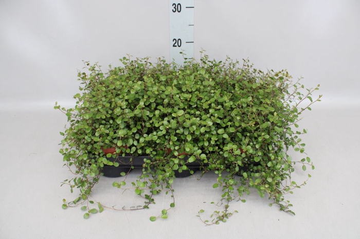 Muehlenbeckia com. 'Mao'ri'