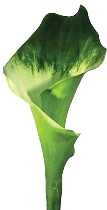 CALLA 040 CM VERDE