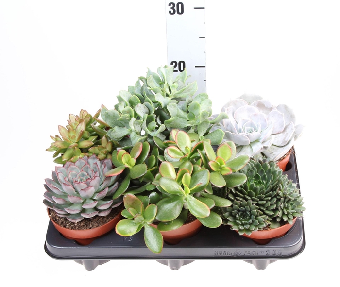 <h4>Succulents ...</h4>