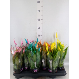 Spathiphyllum  'Chopin'