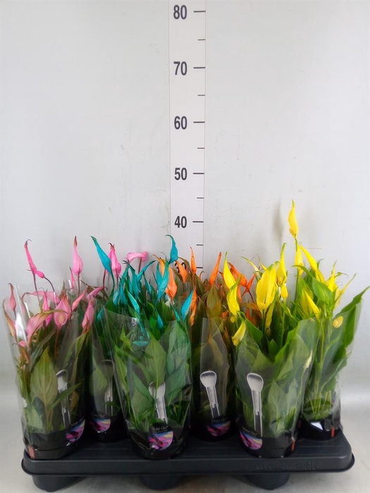 <h4>Spathiphyllum  'Chopin'</h4>