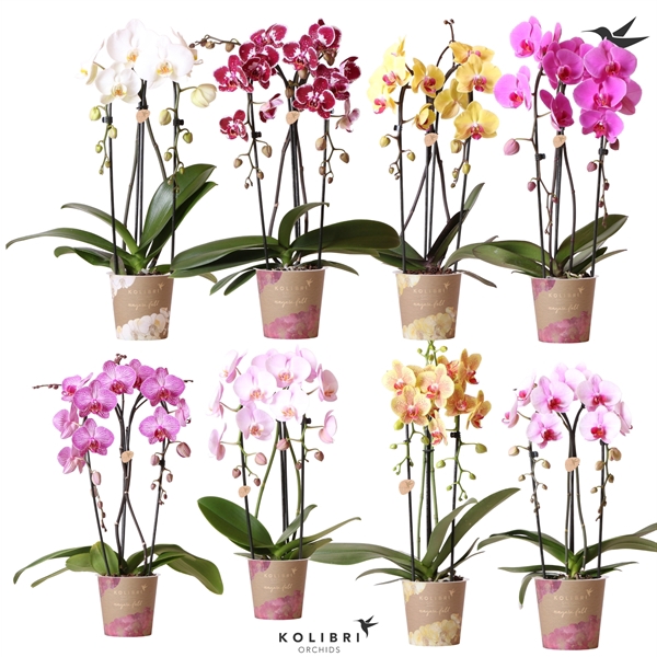 <h4>Kolibri Orchids Cascade Niagara fall div 2spike</h4>