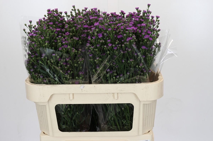 <h4>Aster Baby Pink</h4>