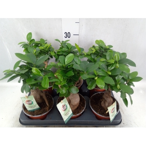 Ficus microcarpa 'Ginseng'