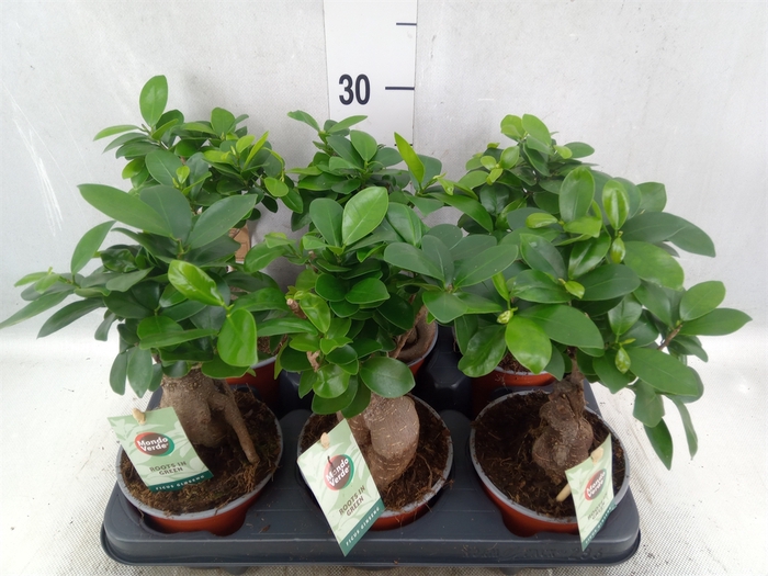 Ficus microcarpa 'Ginseng'