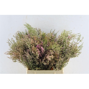 Erica Milanthera