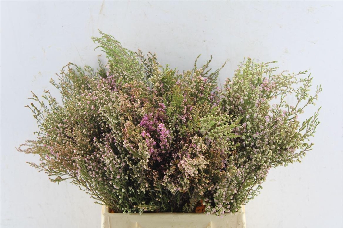 <h4>Erica Milanthera</h4>