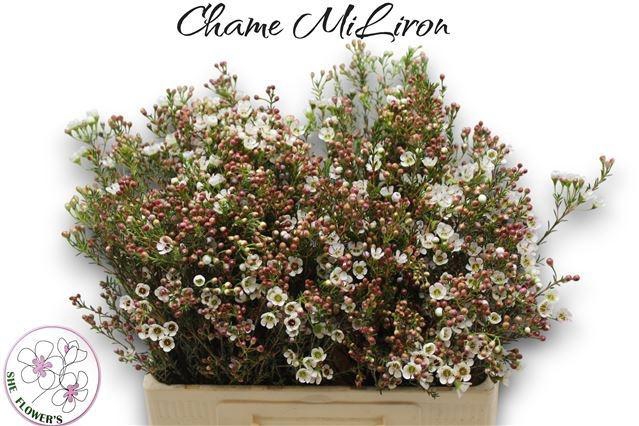 <h4>CHAME MI LIRON</h4>