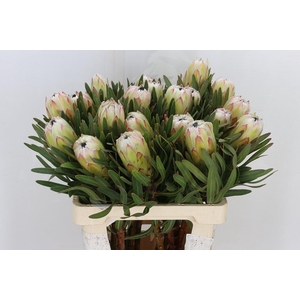 Protea White Night