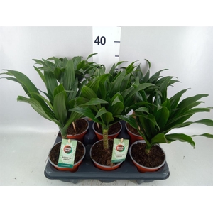 Dracaena frag. 'Janet Craig'