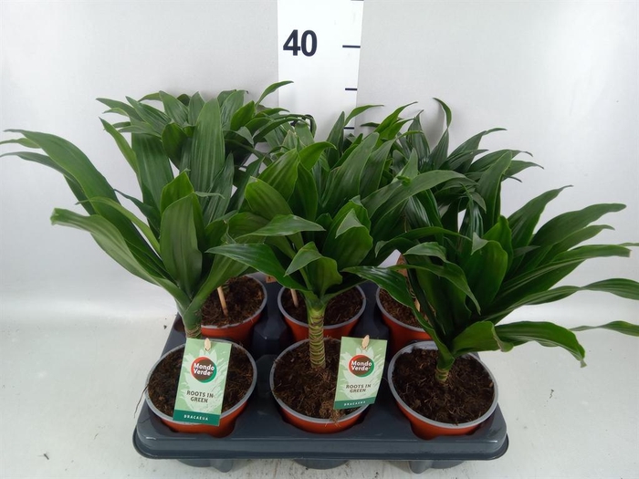 <h4>Dracaena frag. 'Janet Craig'</h4>