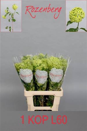 <h4>Viburnum Roseum St</h4>