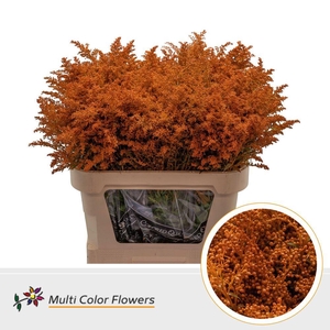 Solidago Colored ORANGE