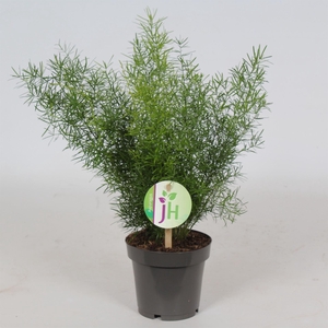 Asparagus dens. 'Sprengeri'