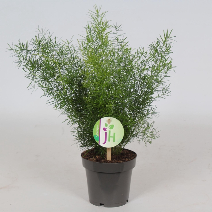 <h4>Asparagus dens. 'Sprengeri'</h4>