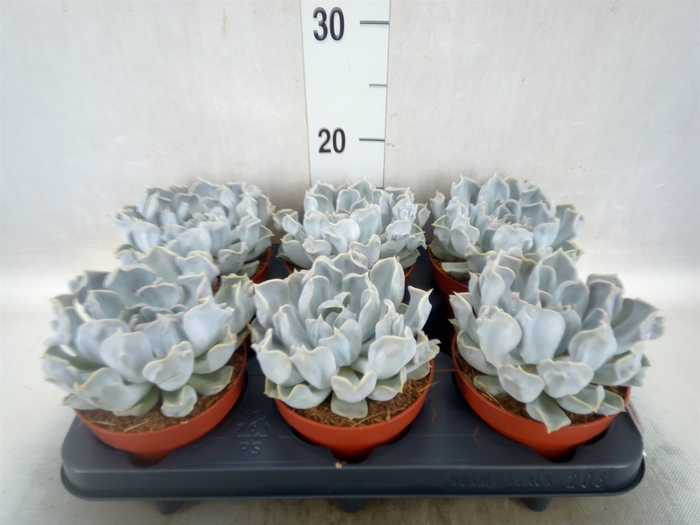 <h4>Echeveria lilacina 'Thriller Pearl'</h4>