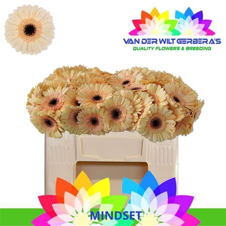 <h4>Ge Mi Mindset</h4>