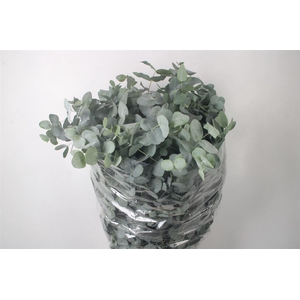 Euc Cinerea Per Bunch 400 Gram S U P E R