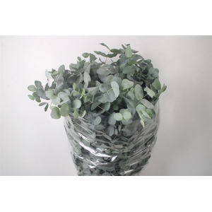 Euc Cinerea Per Bunch 300 Gram Ex