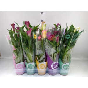Zantedeschia   ...mix