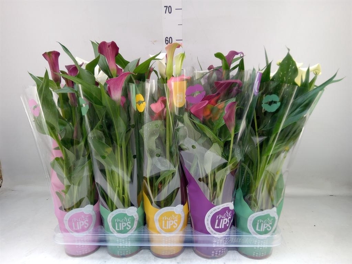 <h4>Zantedeschia   ...mix</h4>