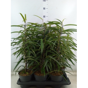Ficus binn. 'Alii'