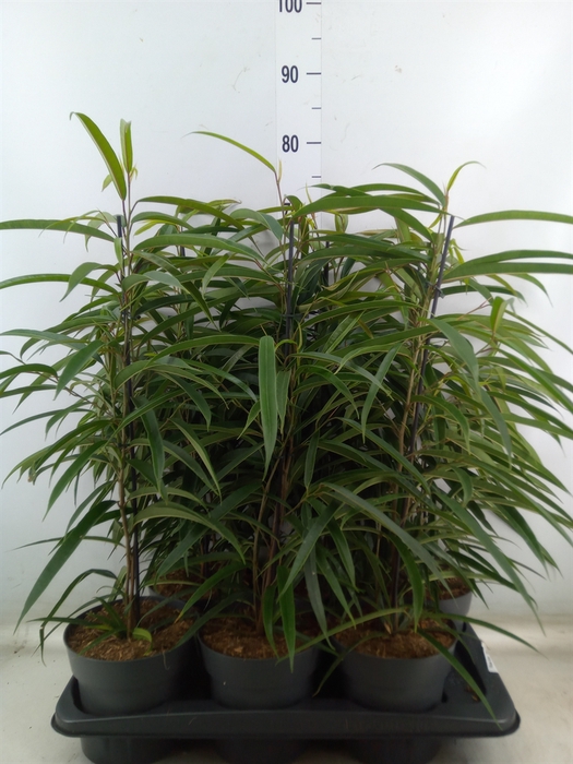 <h4>Ficus binn. 'Alii'</h4>