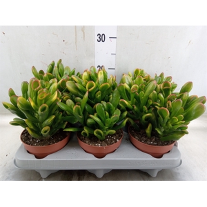 Crassula ovata 'Horn Tree'