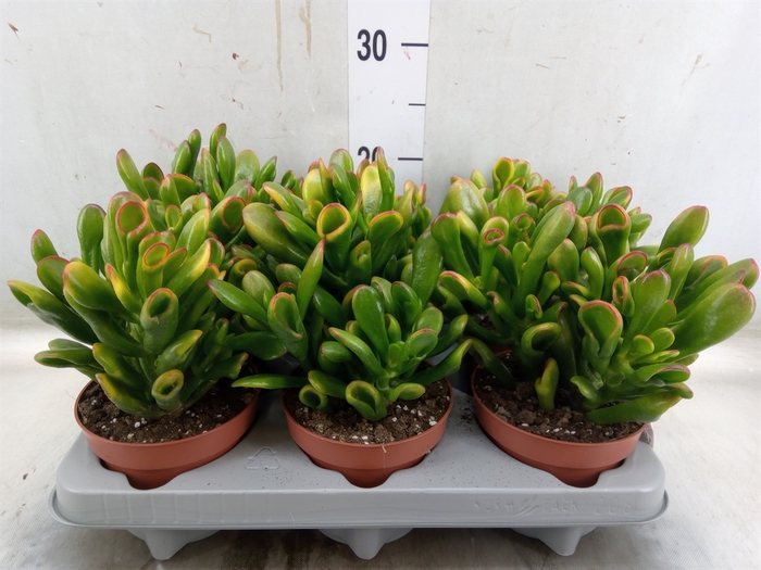 <h4>Crassula ovata 'Horn Tree'</h4>