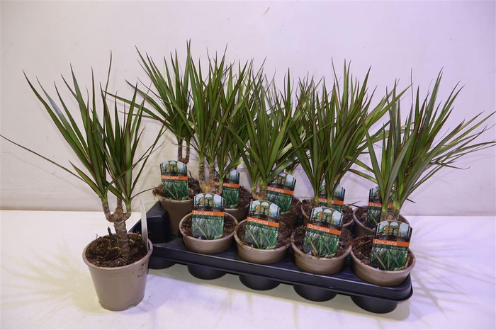 <h4>Dra Marginata</h4>