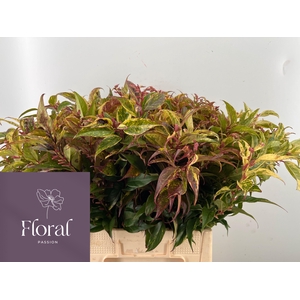 LEUCOTHOE FONT RAINB