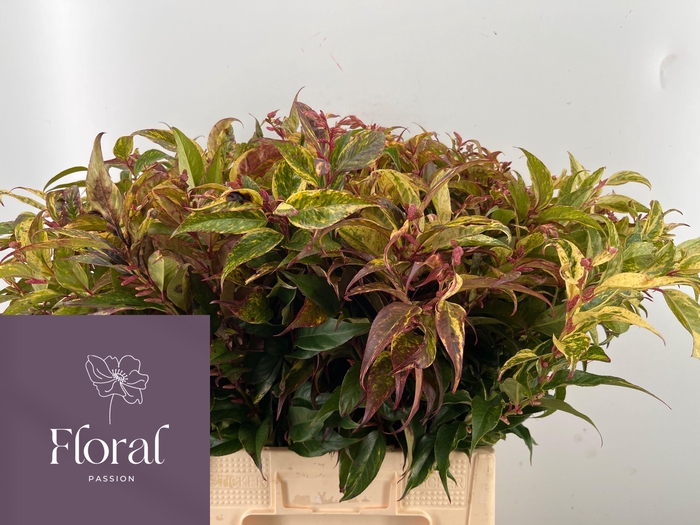 <h4>LEUCOTHOE FONT RAINB</h4>