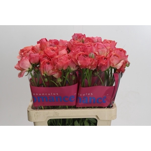 Ranunculus Romance Buzet