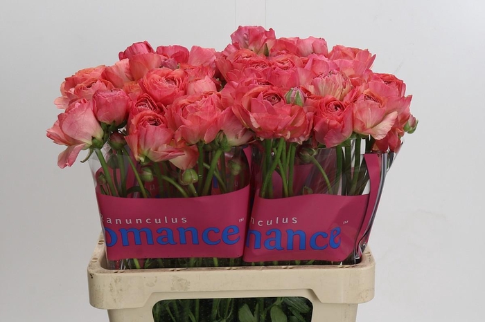 <h4>Ranunculus Romance Buzet</h4>