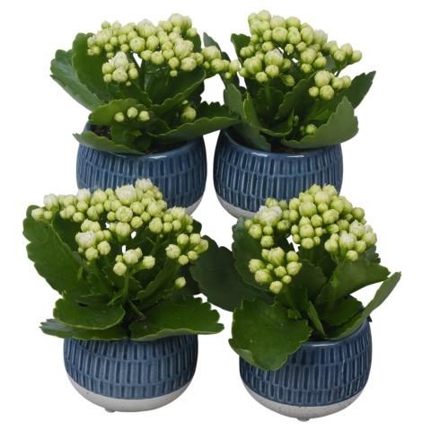 <h4>PTSUT8956 Arrangement zomer in sierpot</h4>