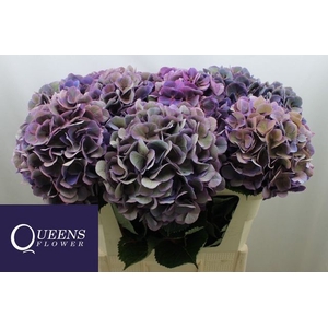 Hydrangea Royal Opera CL